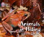 Cover image for Animals in Hiding