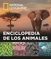 Cover image for Enciclopedia de los animales