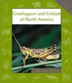 Cover image for Grasshoppers and Crickets of North America (Animals in Order)