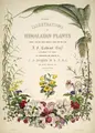 Cover image for Illustrations of Himalayan plants