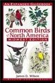 Cover image for Common birds of North America