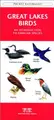 Cover image for Great Lakes Birds (Pocket Naturalist - Waterford Press)