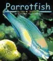 Cover image for Parrotfish