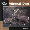 Cover image for Whitetail Deer (Our Wild World Series)