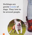 Cover image for Bulldogs