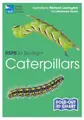 Cover image for RSPB ID Spotlight - Caterpillars