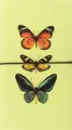 Cover image for Libreta grande mariposas