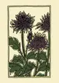 Cover image for Chrysanthemum (boxed)