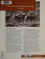 Cover image for American desert bighorn sheep in Utah